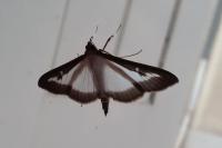 Cydalima perspectalis