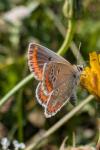Aricia agestis