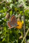 Aricia agestis