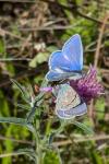 Polyommatus icarus