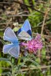 Polyommatus icarus