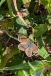 Polyommatus icarus