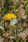 Pieris rapae