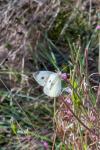 Pieris rapae