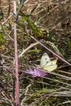 Pieris rapae