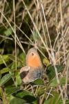 Coenonympha pamphilus