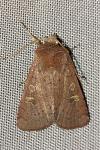 Xestia xanthographa
