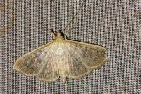 Patania ruralis