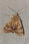 Noctua janthe