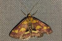 Pyrausta purpuralis