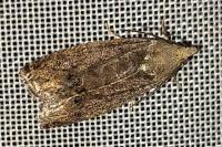 Cydia splendana