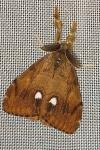Orgyia antiqua
