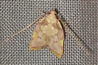 Carcina quercana