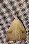 Rivula sericealis