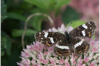 Araschnia levana