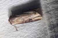 Axylia putris