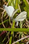 Leptidea sinapis