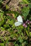 Pieris rapae