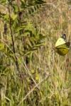 Colias