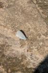 Celastrina argiolus