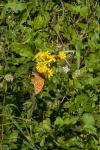 Argynnis paphia