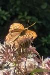 Argynnis paphia