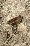 Lasiommata megera