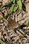 Aricia agestis