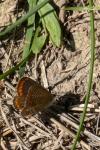 Aricia agestis