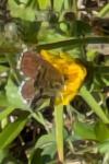 Cacyreus marshalli