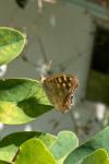 Pararge aegeria