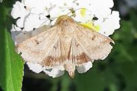 Helicoverpa armigera