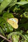 Colias