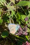Lysandra bellargus