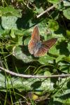 Aricia agestis