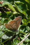 Aricia agestis