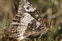 Brintesia circe