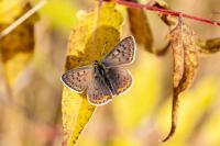 Lycaena tityrus