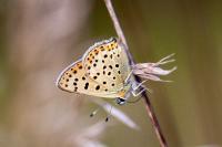 Lycaena tityrus