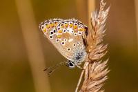 Aricia agestis