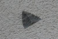 Catocala nupta