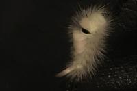 Calliteara pudibunda