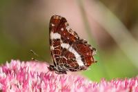 Araschnia levana
