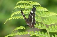 Araschnia levana