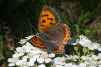 Lycaena phlaeas
