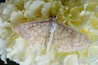 Patania ruralis