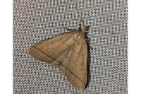 Herminia tarsipennalis