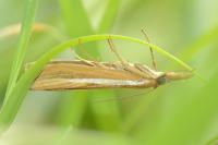 Agriphila tristella