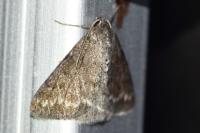 Pseudoterpna coronillaria