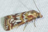 Acrobasis porphyrella